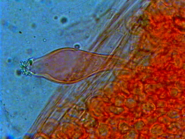 Due giorni di raccolta in 20 foto